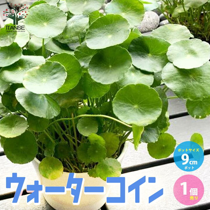 楽天市場 送料無料 楽しみ方色々 水生植物の苗ウォーターコイン 観葉植物 水草 9cmポット苗 1個売り ウチワゼニクサ ウチワゼニグサ ウォーターマッシュルーム ウコギ科 チドメグサ属 水生植物 水辺植物 植物販売のｉｔａｎｓｅ楽天市場店