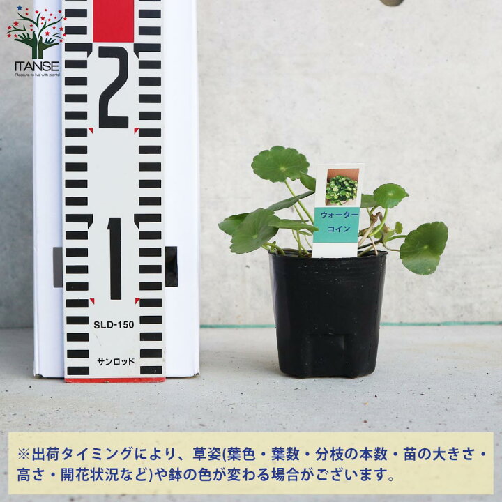楽天市場 送料無料 楽しみ方色々 水生植物の苗ウォーターコイン 観葉植物 水草 9cmポット苗 1個売り ウチワゼニクサ ウチワゼニグサ ウォーターマッシュルーム ウコギ科 チドメグサ属 水生植物 水辺植物 植物販売のｉｔａｎｓｅ楽天市場店