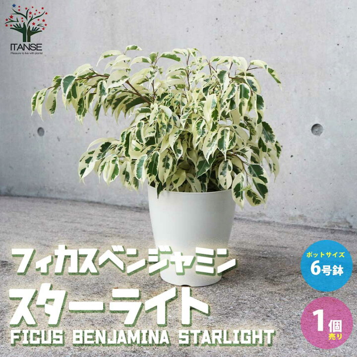 楽天市場 送料無料 フィカス ベンジャミン スターライト 観葉植物 6号鉢 1個売り インテリア 大型 おしゃれ オシャレ 育てやすい 御祝 お祝い 新生活 ギフト 植物販売のｉｔａｎｓｅ楽天市場店