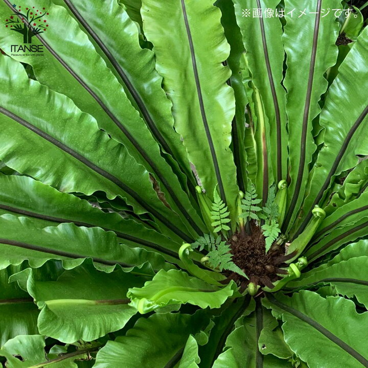 楽天市場 送料無料 オオタニワタリ 大谷渡 観葉植物 8号鉢 リビングやオフィスに置きやすいサイズ 1個売り Bird S Nest Fern 鳥の巣シダ ガーデニング 事務所 インテリア 植物販売のｉｔａｎｓｅ楽天市場店