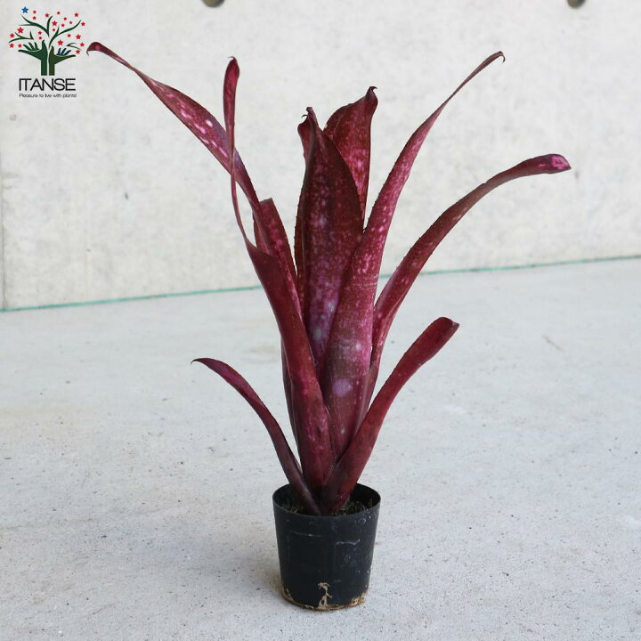 楽天市場 送料無料 ビルベルギア テンイー 観葉植物 熱帯植物2号ポット 1個売り ツツアナナス タンクブロメリア リビング オフィス 事務所 インテリア 大型 中南米原産 ガーデニング 植物販売のｉｔａｎｓｅ楽天市場店