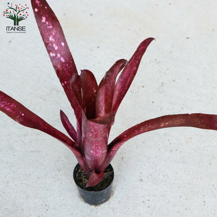 ビルベルギア ブロメリア 赤 ta baty 人生の ブロメリア bromelia ビルベルギア billbergia パイプライン pipeline