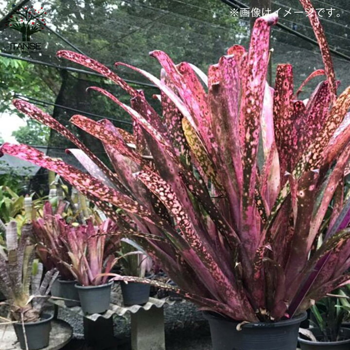 楽天市場 送料無料 ビルベルギア テンイー 観葉植物 熱帯植物2号ポット 1個売り ツツアナナス タンクブロメリア リビング オフィス 事務所 インテリア 大型 中南米原産 ガーデニング 植物販売のｉｔａｎｓｅ楽天市場店