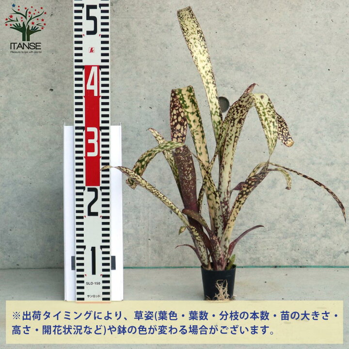 楽天市場 送料無料 ビルベルギア カサブランカ 観葉植物 熱帯植物2号ポット 1個売り ツツアナナス タンクブロメリア リビング オフィス 事務所 インテリア 大型 中南米原産 ガーデニング 植物販売のitanse楽天市場店 楽天市場 送料無料 ビルベルギア カサブランカ 観葉植物 熱帯植物2号ポット 1個売り ツツアナナス タンクブロメリア リビング オフィス 事務所 インテリア 大型 中南米原産 ガーデニング 植物販売のitanse楽天市場店