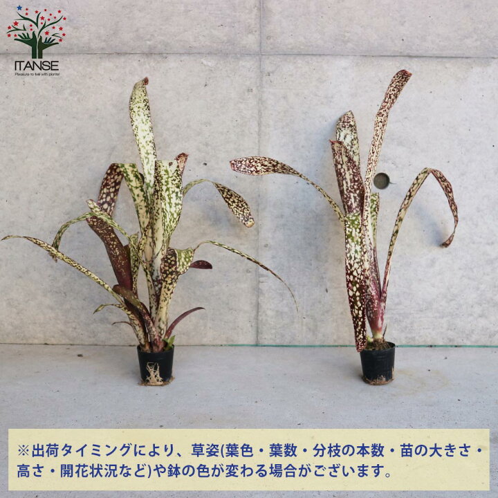 楽天市場 送料無料 ビルベルギア カサブランカ 観葉植物 熱帯植物2号ポット 1個売り ツツアナナス タンクブロメリア リビング オフィス 事務所 インテリア 大型 中南米原産 ガーデニング 植物販売のitanse楽天市場店 楽天市場 送料無料 ビルベルギア カサブランカ 観葉植物 熱帯植物2号ポット 1個売り ツツアナナス タンクブロメリア リビング オフィス 事務所 インテリア 大型 中南米原産 ガーデニング 植物販売のitanse楽天市場店