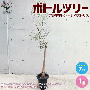 工具 ルペス 観葉植物の人気商品 通販 価格比較 価格 Com