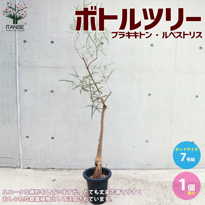 楽天市場 送料無料 ボトルツリー ブラキキトン ルペストリス 観葉植物 7号鉢 リビングやオフィス向きサイズ 1個売り リビング オフィス 事務所 インテリア お祝い 新築祝い 引越し祝い 結婚祝い 新生活 植物販売のｉｔａｎｓｅ楽天市場店