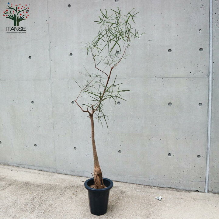 楽天市場 送料無料 ボトルツリー ブラキキトン ルペストリス 観葉植物 7号鉢 リビングやオフィス向きサイズ 1個売り リビング オフィス 事務所 インテリア お祝い 新築祝い 引越し祝い 結婚祝い 新生活 植物販売のｉｔａｎｓｅ楽天市場店