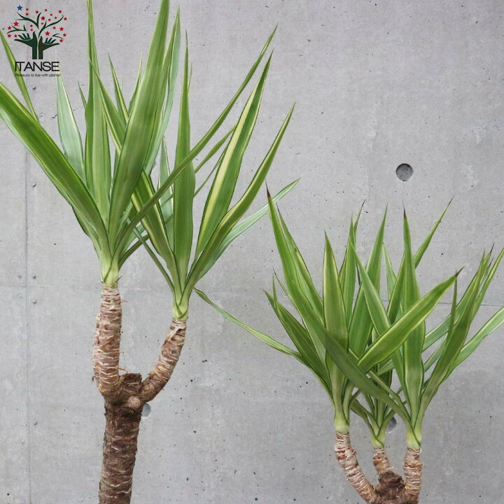 楽天市場 送料無料 斑入りユッカ 青年の木 観葉植物 大型 8号 Lサイズ プラスチック鉢 リビングやオフィス向きサイズ 1個売り 事務所 インテリア 大型 おしゃれ オシャレ 育てやすい 御祝 お祝い 植物販売のｉｔａｎｓｅ楽天市場店