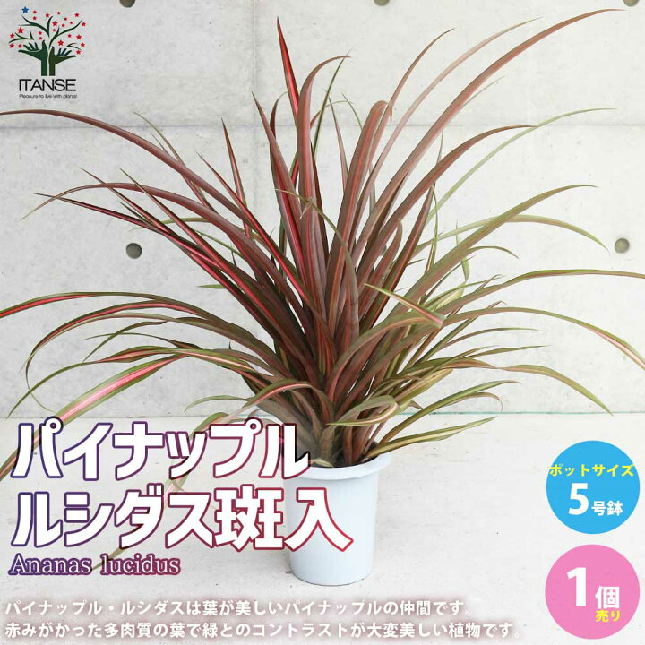 楽天市場 送料無料 パイナップル ルシダス斑入 庭園庭木 観葉植物 多年草 5号鉢 1個売り ルシダス Ananas Lucidus アナナス リビング オフィス 事務所 植物販売のitanse楽天市場店 楽天市場 送料無料 パイナップル ルシダス斑入 庭園庭木 観葉植物 多年草 5号鉢 1個売り ルシダス Ananas Lucidus アナナス リビング オフィス 事務所 植物販売のitanse楽天市場店