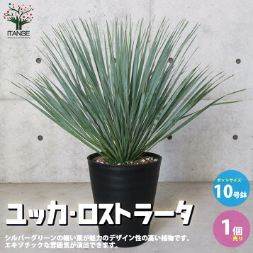 楽天市場】ユッカ ロストラータ 【現品産直】グリーン10号鉢植え 