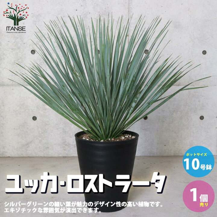 楽天市場 送料無料 ユッカ ロストラータ 観葉植物 10号鉢 リビングやオフィス向きサイズ 1個売り ゆっか ろすとらーた リビング オフィス 事務所 インテリア 大型 おしゃれ お祝い 植物販売のｉｔａｎｓｅ楽天市場店