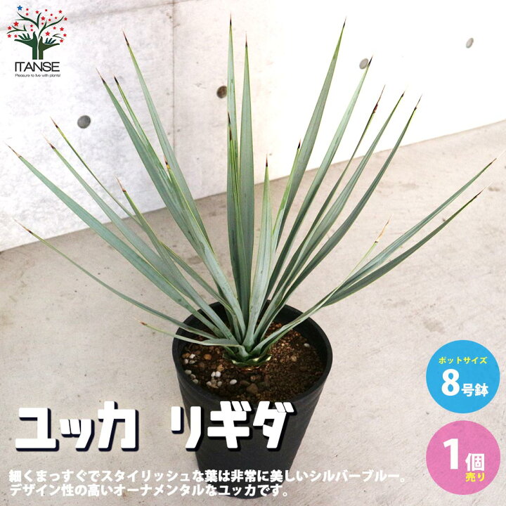 楽天市場 送料無料 ユッカ リギダ 観葉植物 8号プラスチック鉢 リビングやオフィス向きサイズ 1個売り ゆっか ろすとらーた リビング オフィス 事務所 インテリア 大型 おしゃれ お祝い 植物販売のitanse楽天市場店 楽天市場 送料無料 ユッカ リギダ 観葉植物 8号プラスチック鉢 リビングやオフィス向きサイズ 1個売り ゆっか ろすとらーた リビング オフィス 事務所 インテリア 大型 おしゃれ お祝い 植物販売のitanse楽天市場店