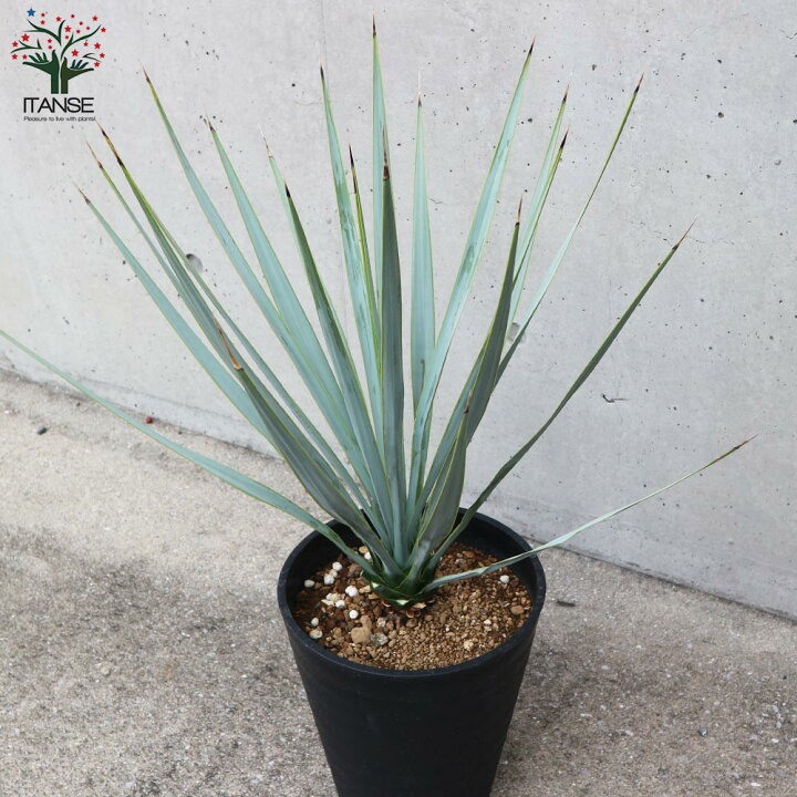 楽天市場】【マラソン期間P5倍】ユッカ リギダ 観葉植物 8号 
