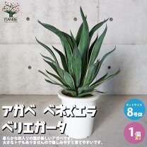 楽天市場】アガベ（サイズ（植木鉢）7 ～ 9号）の通販 