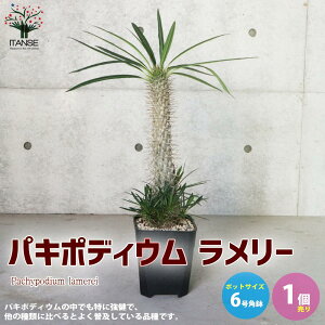 観葉植物 グラキリスの人気商品 通販 価格比較 価格 Com