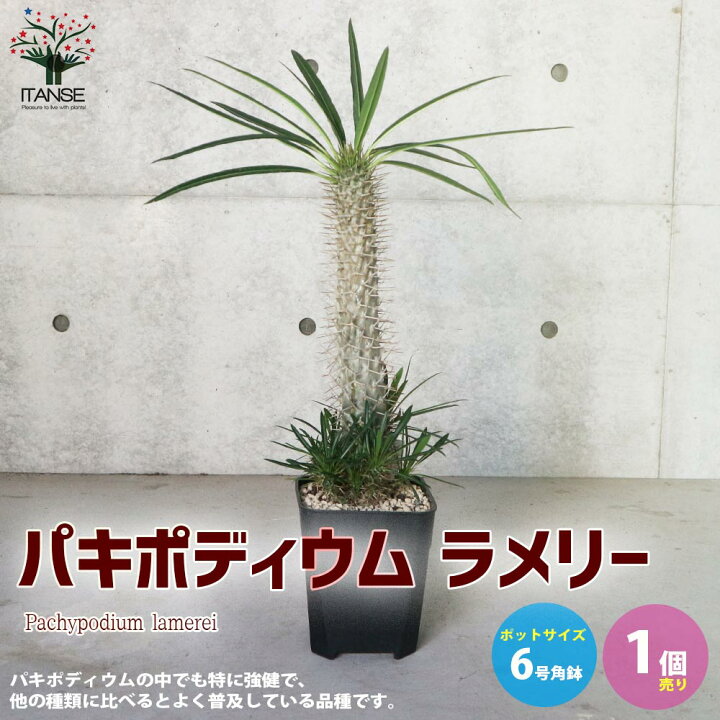 楽天市場 送料無料 パキポディウム ラメリー 塊根植物 珍奇植物 多肉植物6号角鉢 1個売り コーデックス グラキリス サボテン 発根 観葉植物 リビング オフィス 植物販売のｉｔａｎｓｅ楽天市場店