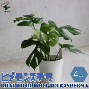 観葉植物 モンステラ 4号の人気商品 通販 価格比較 価格 Com