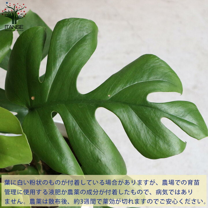 ヒメモンステラ 姫モンステラ 観葉植物 リビングやオフィスに置きやすい4号サイズ 1個売り インテリア 観賞 送料無料 予約