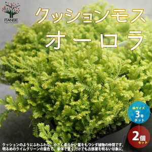 苗 多年草 観葉植物の人気商品 通販 価格比較 価格 Com