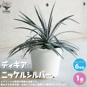 yzfBbLA jbPVo[ ϗtA 6 rOItBXTCY 1 Dyckia Nickel silver pCibv fBbLA  Mtg CeAO[  