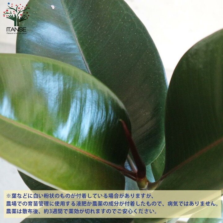 楽天市場 送料無料 フィカス エラスティカ ソフィア ゴムの木の仲間 観葉植物 6号プラスチック鉢 リビングやオフィス向きサイズ 1個売り リビング オフィス 事務所 インテリア お祝い 新築祝い 引越し祝い 結婚祝い 新生活 植物販売のｉｔａｎｓｅ楽天市場店