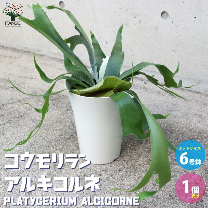 楽天市場 送料無料 ビカクシダ コウモリラン アルキコルネ 観葉植物 6号鉢 リビングやオフィス向きサイズ 1個売り アルシコルネ 麋角羊歯 シダ植物 着生 贈答 ギフト インテリアグリーン 植物販売のｉｔａｎｓｅ楽天市場店