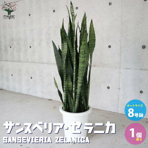 yzTXxA [jJ ϗtA ^8 rOItBX̑ӌTCY 1 rO ItBX  CeA j Vzj zj j V 