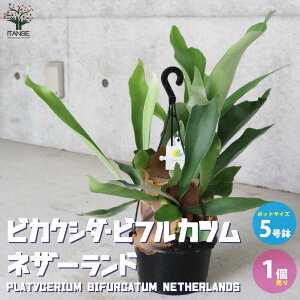 【送料無料】ビカクシダ ( コウモリラン ) :ビフルカツム ネザーランド 観葉植物 吊り鉢 5号鉢 リビングやオフィスの窓辺向きサイズ 1個売り シダ植物 インテリアグリーン お祝い 新生活 星