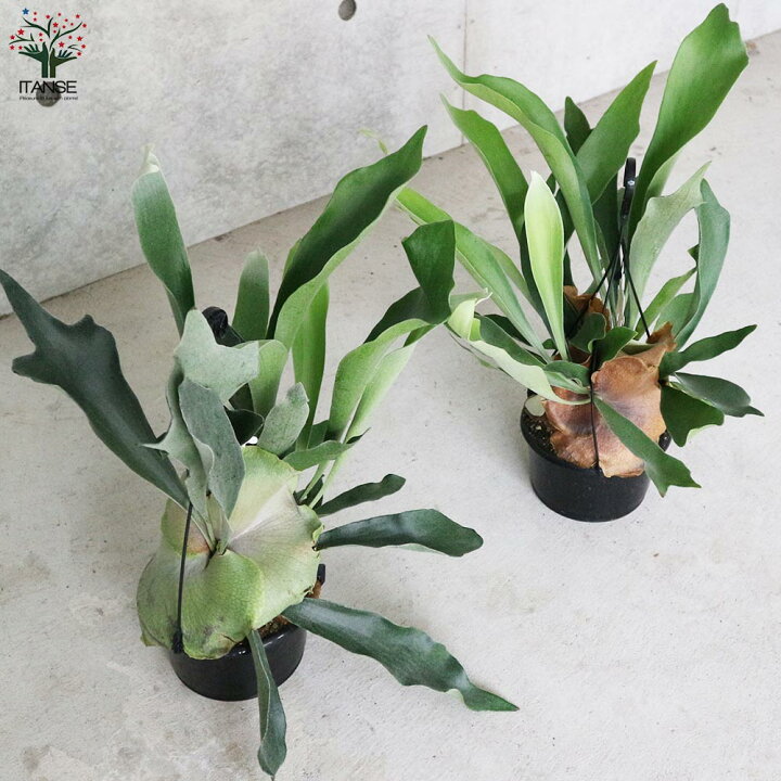 楽天市場 送料無料 ビカクシダ コウモリラン ビフルカツム ネザーランド 観葉植物 吊り鉢 5号鉢 リビングやオフィスの窓辺向きサイズ 1個売り シダ植物 インテリアグリーン お祝い 新生活 星状毛 麋角羊歯 プラティケリウム ネザランズ 植物販売の