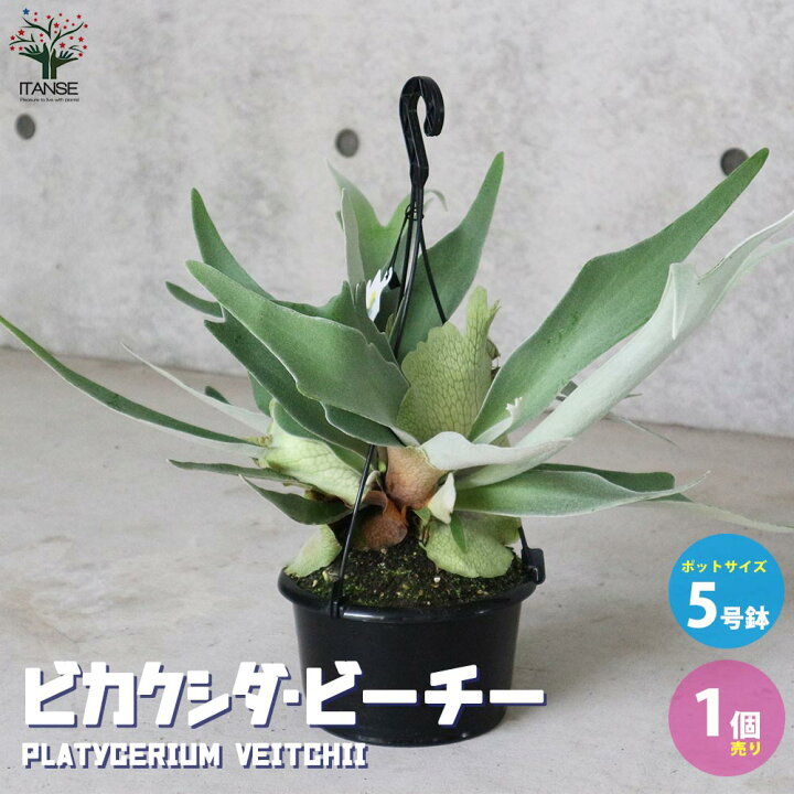 楽天市場 送料無料 ビカクシダ コウモリラン 品種 ビーチー 観葉植物 吊り鉢 5号鉢 リビングやオフィスの窓辺向きサイズ 1個売り シダ植物 インテリアグリーン お祝い 新生活 星状毛 麋角羊歯 プラティケリウム ビフルカツム ネザーランド ネザランズ 植物