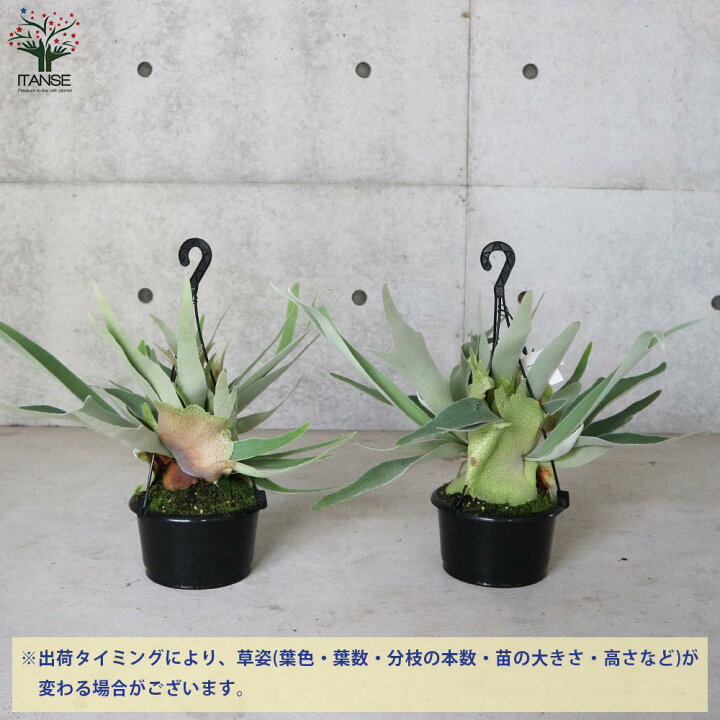 楽天市場 送料無料 ビカクシダ コウモリラン 品種 ビーチー 観葉植物 吊り鉢 5号鉢 リビングやオフィスの窓辺向きサイズ 1個売り シダ植物 インテリアグリーン お祝い 新生活 星状毛 麋角羊歯 プラティケリウム ビフルカツム ネザーランド ネザランズ 植物