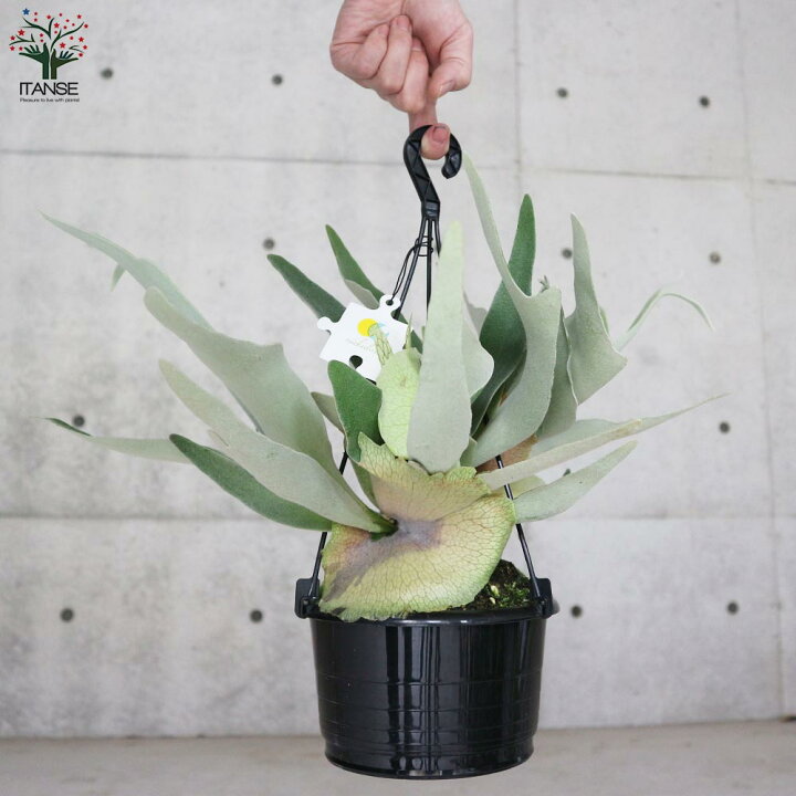 楽天市場 送料無料 ビカクシダ コウモリラン 品種 ビーチー 観葉植物 吊り鉢 5号鉢 リビングやオフィスの窓辺向きサイズ 1個売り シダ植物 インテリアグリーン お祝い 新生活 星状毛 麋角羊歯 プラティケリウム ビフルカツム ネザーランド ネザランズ 植物