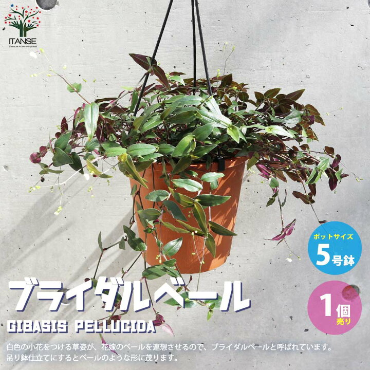 楽天市場 送料無料 観葉植物ブライダルベール 観葉植物 5号吊鉢 1個売り インテリアグリーン 観葉植物 リビング オフィス 事務所 インテリア 植物販売のｉｔａｎｓｅ楽天市場店