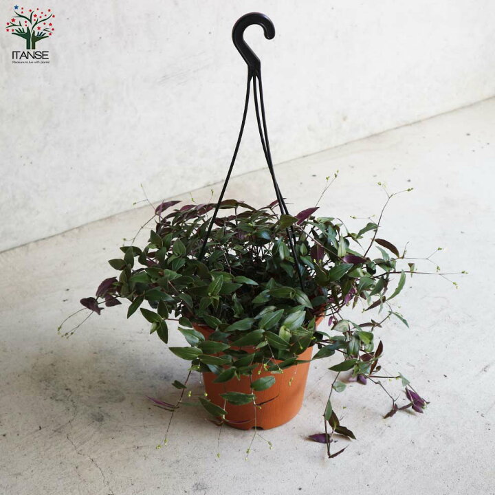 楽天市場 送料無料 観葉植物ブライダルベール 観葉植物 5号吊鉢 1個売り インテリアグリーン 観葉植物 リビング オフィス 事務所 インテリア 植物販売のitanse楽天市場店 楽天市場 送料無料 観葉植物ブライダルベール 観葉植物 5号吊鉢 1個売り インテリアグリーン 観葉植物 リビング オフィス 事務所 インテリア 植物販売のitanse楽天市場店