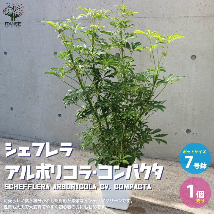楽天市場 送料無料 観葉植物シェフレラ アルボリコラ コンパクタ 観葉植物 7号鉢 1個売り インテリアグリーン 観葉植物 リビング オフィス 事務所 インテリア 植物販売のｉｔａｎｓｅ楽天市場店