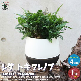 楽天市場 観葉植物 シダ類 植物販売のｉｔａｎｓｅ楽天市場店