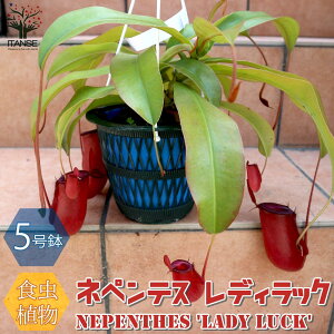 yzlyeX fBbN HA ϗtA 5݂蔫 1 nGg\E lyeX  Ec{JY ϗtA rO ItBX  CeA  [