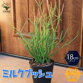 楽天市場 観葉植物 ミルクブッシュ 育て方の通販 楽天市場 観葉植物 ミルクブッシュ 育て方の通販