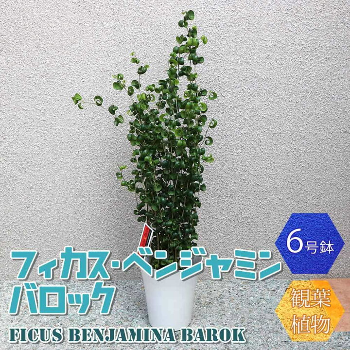 楽天市場 送料無料 フィカス ベンジャミン バロック6号プラスチック鉢 中型 観葉植物 6号鉢 1個 リビング オフィス 事務所 インテリア 大型 おしゃれ 初心者 育てやすい ガーデニング 御祝 お祝い 引越し祝い プレゼント 人気 品種 観賞用 植物販売の