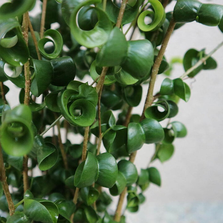 New おしゃれ 観葉植物 フィカス ベンジャミン バロック 6号 プラポット