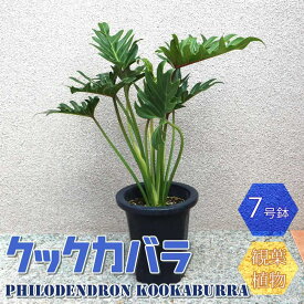 【送料無料】クッカバラ プラスチック鉢【大型 観葉植物 7号鉢/1個】リビング オフィス 事務所 インテリア 大型 おしゃれ 初心者 育てやすい ガーデニング 御祝 お祝い 引越し祝い プレゼント 人気 品種 観賞用