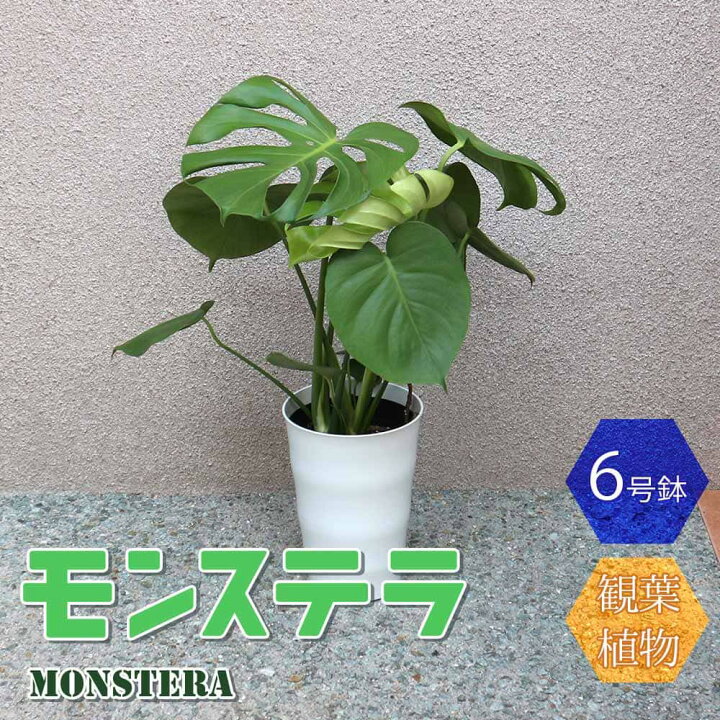 楽天市場 送料無料 モンステラ プラスチック鉢 中型 観葉植物 6号鉢 1個 リビング オフィス 事務所 インテリア 大型 おしゃれ 初心者 育てやすい ガーデニング 御祝 お祝い 引越し祝い プレゼント 人気 品種 観賞用 植物販売のｉｔａｎｓｅ楽天市場店