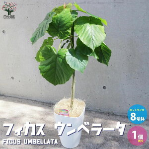 yztBJX Ex[^ S̖؂̒ ϗtA ^ 8p rOItBX̑ӌTCY 1 rO ItBX  CeA j Vzj zj