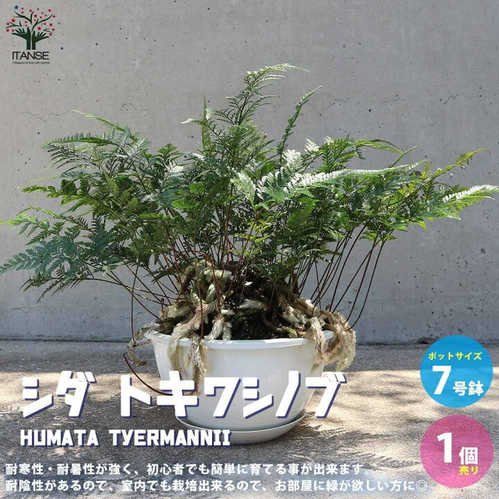 楽天市場 送料無料 シダ トキワシノブ 観葉植物 シダ類7号大鉢 リビングやオフィス向きサイズ 1個売り シダ トキワシノブ 常磐忍 苔玉 盆栽 ミニ盆栽 ミニ観葉 縁起物 インテリア 植物販売のｉｔａｎｓｅ楽天市場店