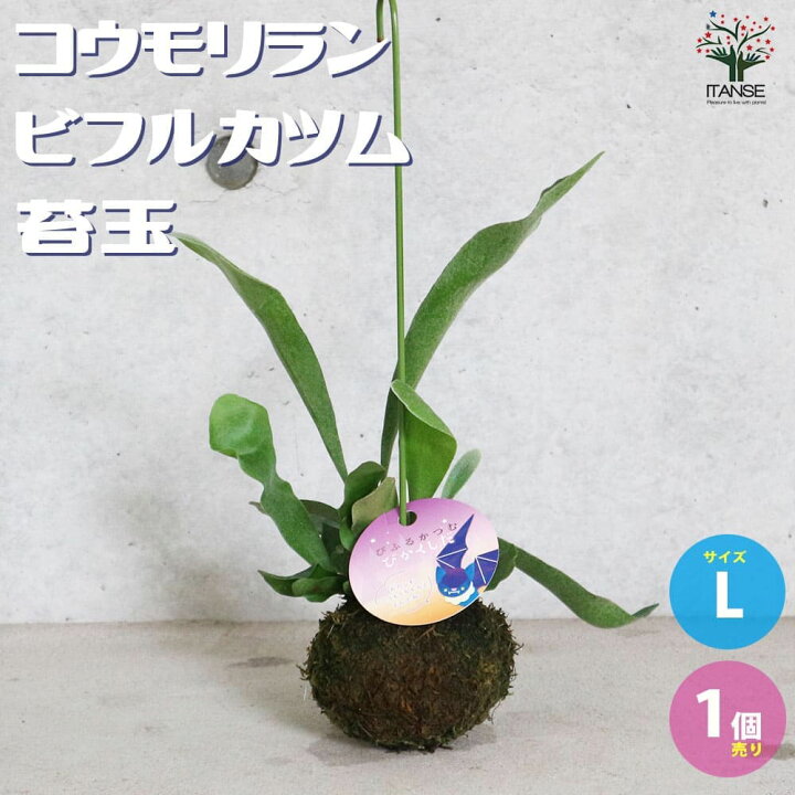 楽天市場 送料無料 ビカクシダ コウモリラン ビフルカツム 観葉植物 着生植物 苔玉lサイズ リビングやオフィス向きサイズ 1個売り シダ植物 インテリアグリーン お祝い 新生活 星状毛 麋角羊歯 プラティケリウム ビフルカツム ネザーランド ネザランズ 植物