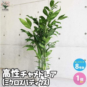 yz`hA ( ~NXpfBNX ) ϗtA 8 rOItBXTCY 1 V̒ |q ( ^PV ) Bamboo palm ( ou[p[ ) ~NXpfBN