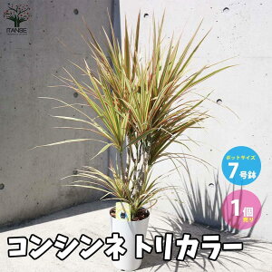 yzRVl gJ[ ϗtA 7 rOItBXTCY 1 ^̖ RVi }Mi[^ }Wi[^ CeAO[  [