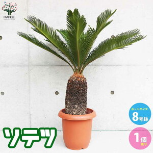 yz\ec ϗtA 8c rOItBXTCY 1 hS Cycas revoluta japanese sago palm ][gK[f  [