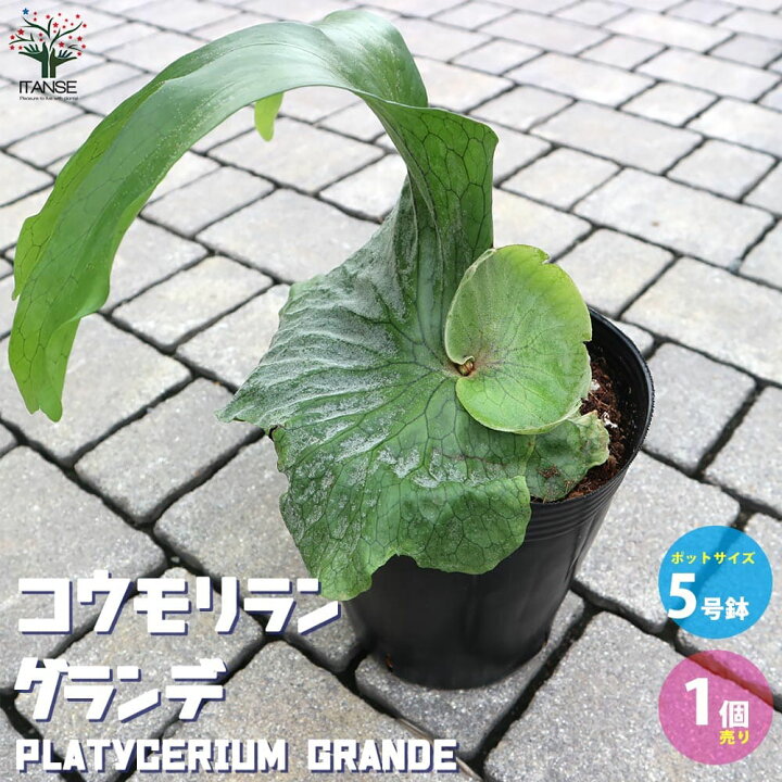 楽天市場 送料無料 コウモリラン グランデ 観葉植物 5号ポット 1個売り ビカクシダ 蝙蝠蘭 コウモリ蘭 森の王冠 鹿角シダ 植物販売 のｉｔａｎｓｅ楽天市場店